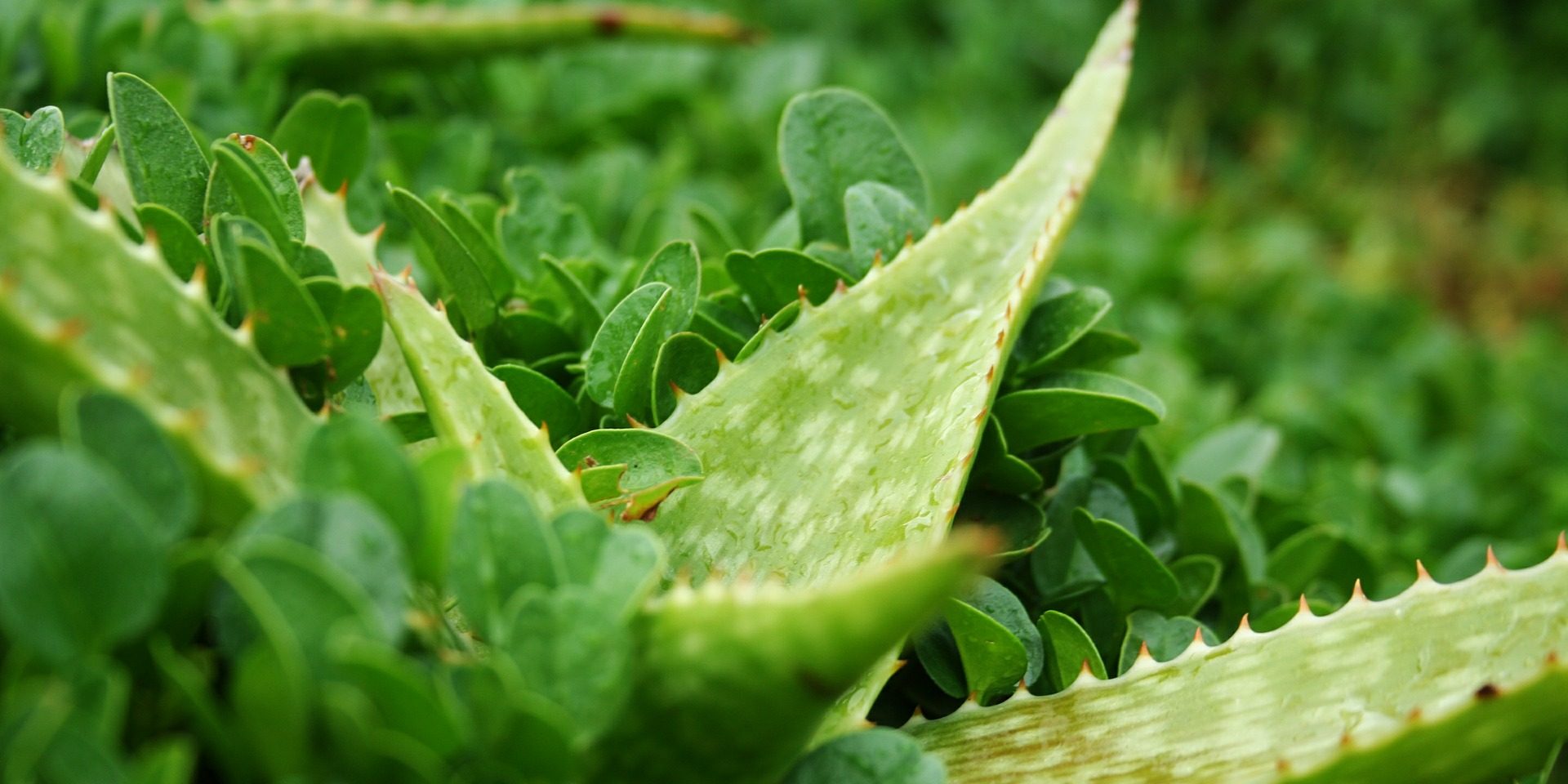 aloe-413230_1920